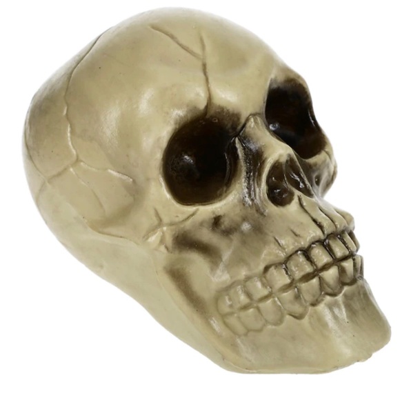 Plastic Halloween Skulls - Picture 1 of 4